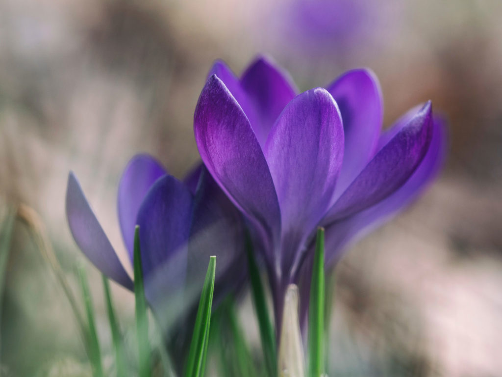 Blume