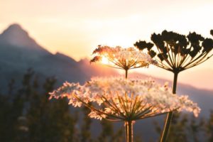 Blumen im Vordergrund. Ein Sonnenaufgang mit Bergen im Hintergrund